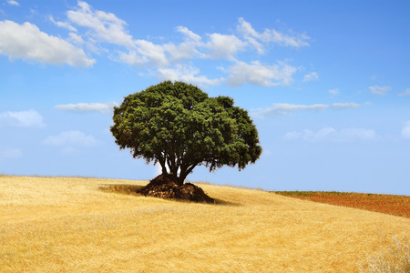 Picturesque nature rural landscape with fields. Spainの写真素材