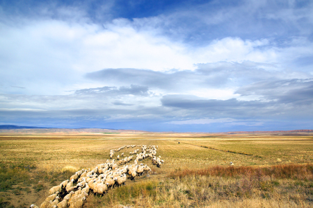 Picturesque autumn rural landscape with flock of sheep.の写真素材