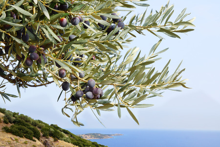 Olives on the tree against blue sea.の写真素材