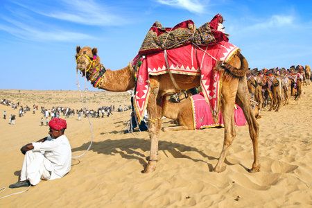 Camel with rider on the dunes. Festival in Bikaner, India