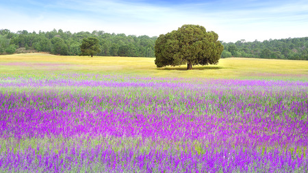 Picturesque nature rural landscape with fields. Spainの写真素材