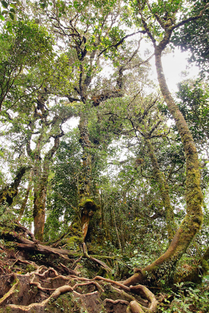 Lianas close up winding through the rainforest.の写真素材
