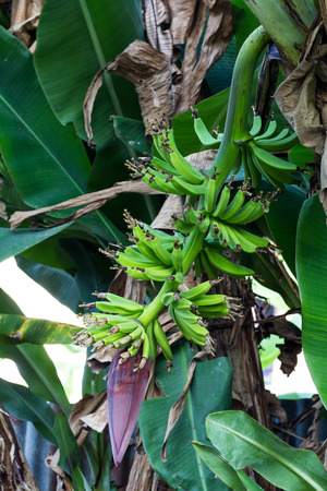 Bunch of ripening bananas on tree.の写真素材