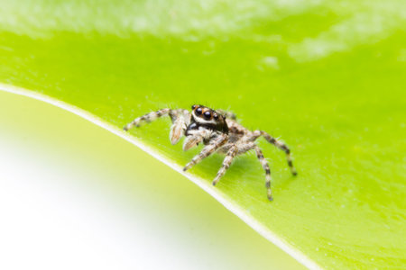 Jumping Spider, Found in Nonthaburi, Thailandの写真素材