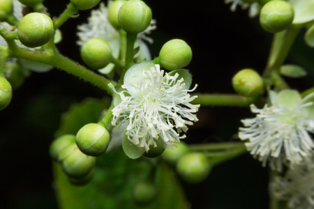 Flowers of Tetracera Loureiri, macroの写真素材