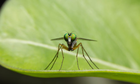 Long Legged Fly