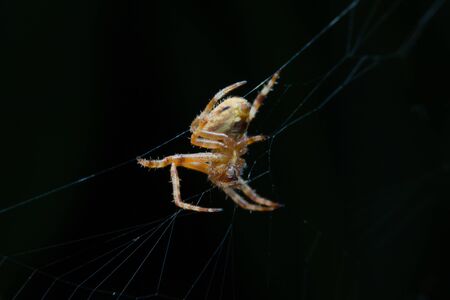 Jumping Spider, Found in Nonthaburi, Thailandの写真素材