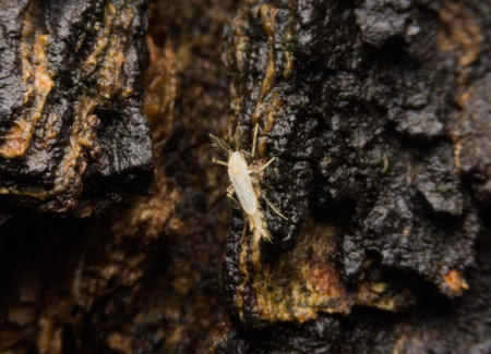 insect