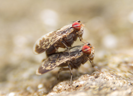 Insects mating On stone, Macro shotの写真素材