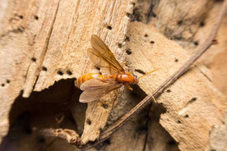 Queen Ant, Macro shot