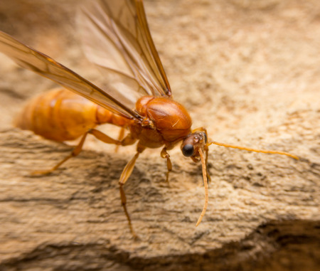 Queen antの写真素材