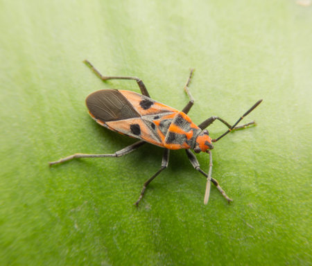 Bugs and Insects, Macro shot