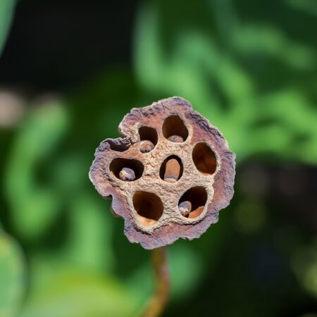 Lotus seed podsの写真素材