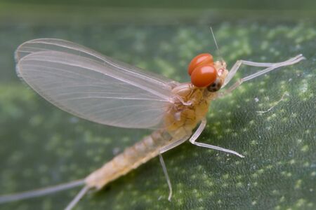 Mayfly Super Macro, Insect in Nonthaburi Thailandの写真素材