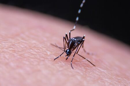 Striped mosquitoes are eating blood on human skin, Dangerous Malaria Infected Mosquito Skin Biteの写真素材