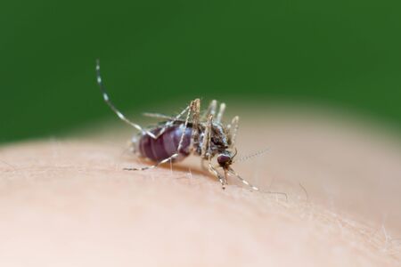 Striped mosquitoes are eating blood on human skin, Dangerous Malaria Infected Mosquito Skin Biteの写真素材