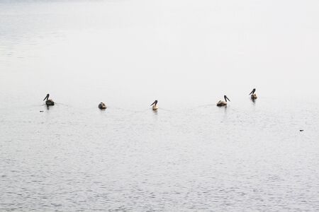 Bird in river close upの写真素材
