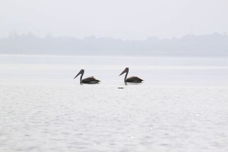 Bird in river close upの写真素材