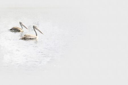 Bird on river close up watercolor background, Birdの写真素材