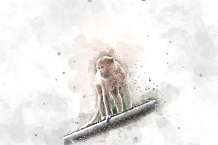 Abstract Monkey on watercolor background, Watercolor painting, Monkeyの写真素材