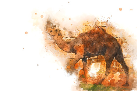 Abstract camel on watercolor background, Watercolor painting, camelの写真素材