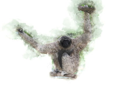 Gibbons on watercolor backgroundの写真素材