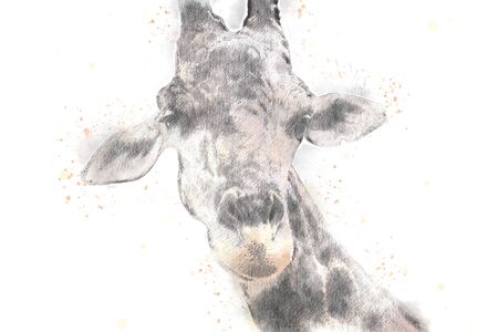 giraffe on watercolor background.の写真素材
