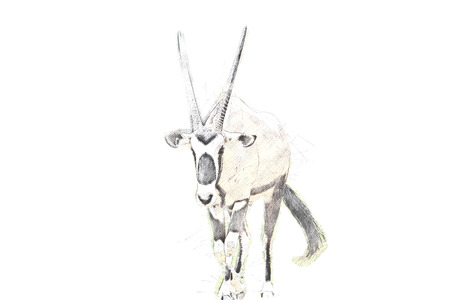 Gemsbok, African deer watercolor painting, digital illustrationの写真素材