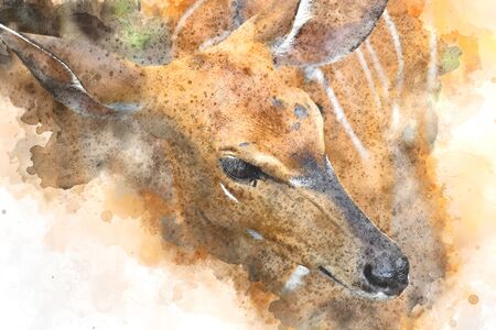 Gemsbok, African deer watercolor painting, digital illustrationの写真素材