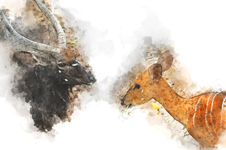 Gemsbok, African deer watercolor painting,の写真素材