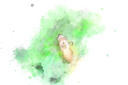 Abstract husk of cicada on watercolor painting background.の写真素材