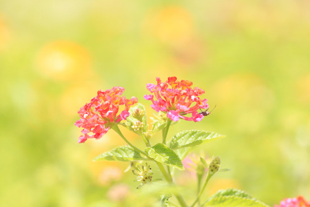 Flower blooming on sunlightの写真素材