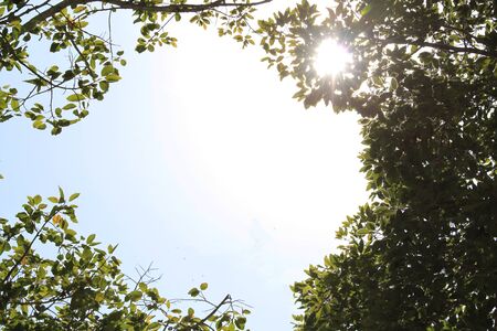 Branch tree on blue sky background.の写真素材