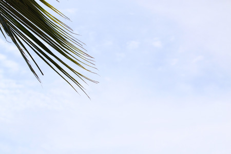 Coconut husk on blue sky backgroundの写真素材