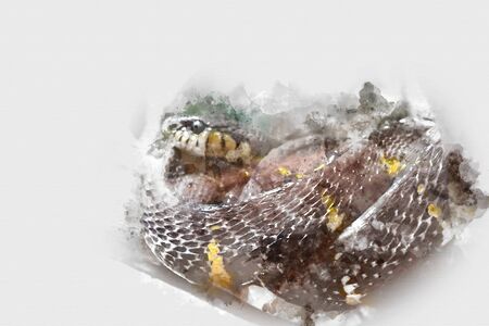 Watercolor painting snake, Abstract Snake on watercolor background, Watercolor brush,  Snakeの写真素材