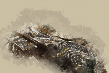 Watercolor painting snake, Abstract Snake on watercolor background, Watercolor brush,  Snakeの写真素材