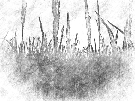 Grass and sunlight in morning on watercolor background.の写真素材