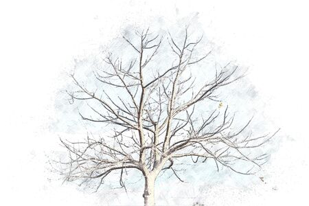 Abstract tree on watercolor background, Tree isolatedの写真素材