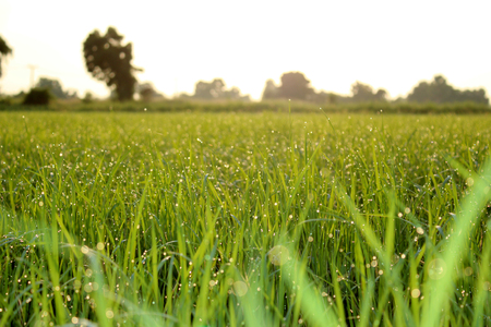 Beautiful Water drops on the rice after rain stopped at morning  for backgroundの写真素材