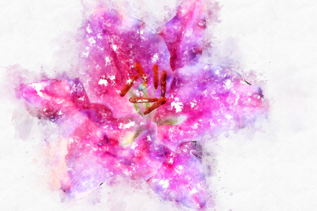 Abstract pink flower blooming on colorful watercolor painting background and Digital illustration brush to art.の写真素材