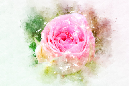 Abstract pink rose flower blooming on colorful watercolor painting background and Digital illustration brush to art.の写真素材