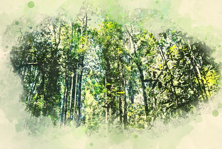Abstract green tree in the forest on watercolor illustration painting background.の写真素材