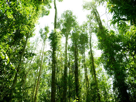 Beautiful green tree natural in the forest at Thailand.
