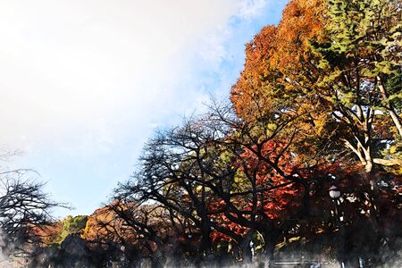 Abstract colorful branch tree in forest on watercolor illustration painting background.の写真素材