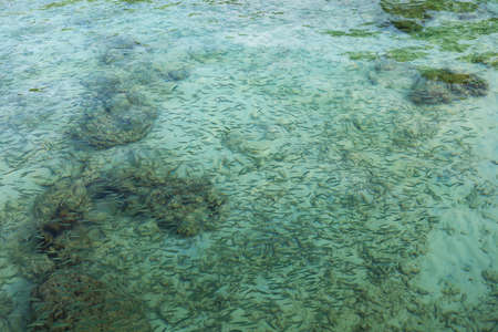 Close-up Sea surface and small fish for background.の写真素材