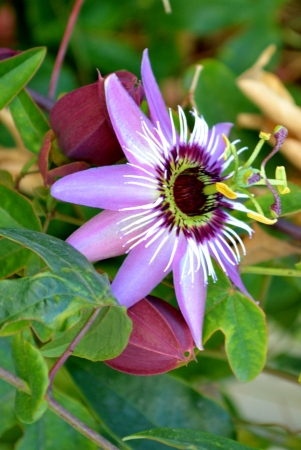 Purple passifloraの写真素材
