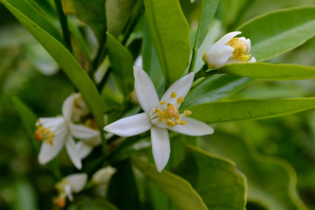 Orange tree flowersの写真素材