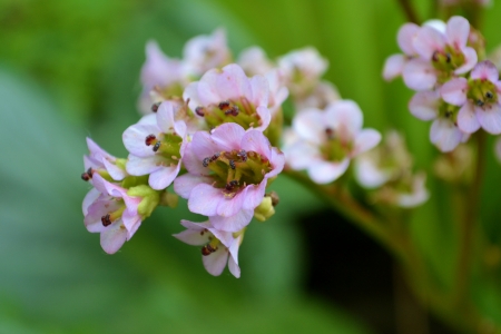 Pink small flowers の写真素材