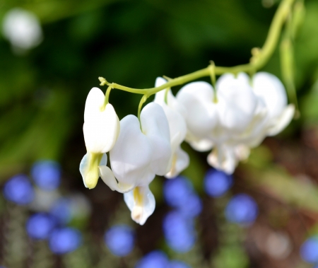 Old-fashioned bleeding-heartの写真素材