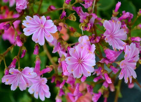 Pink small flowers on stemの写真素材